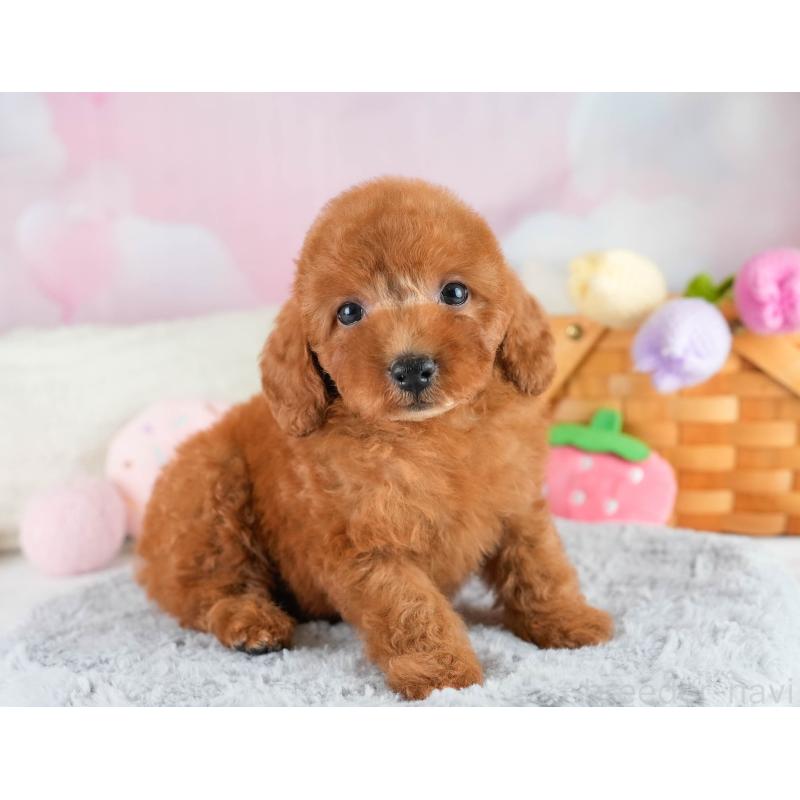 販売中の埼玉県のトイプードル-422765の10枚目