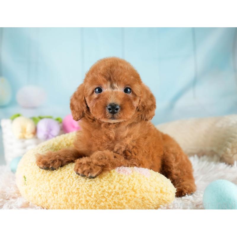 販売中の埼玉県のトイプードル-422765の9枚目