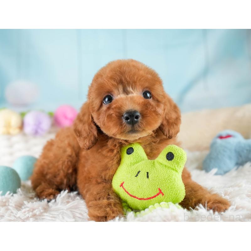 販売中の埼玉県のトイプードル-422765の8枚目