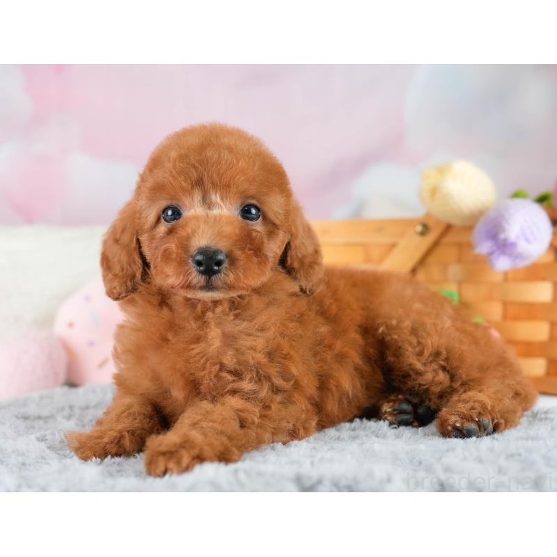 販売中の埼玉県のトイプードル-422765の7枚目