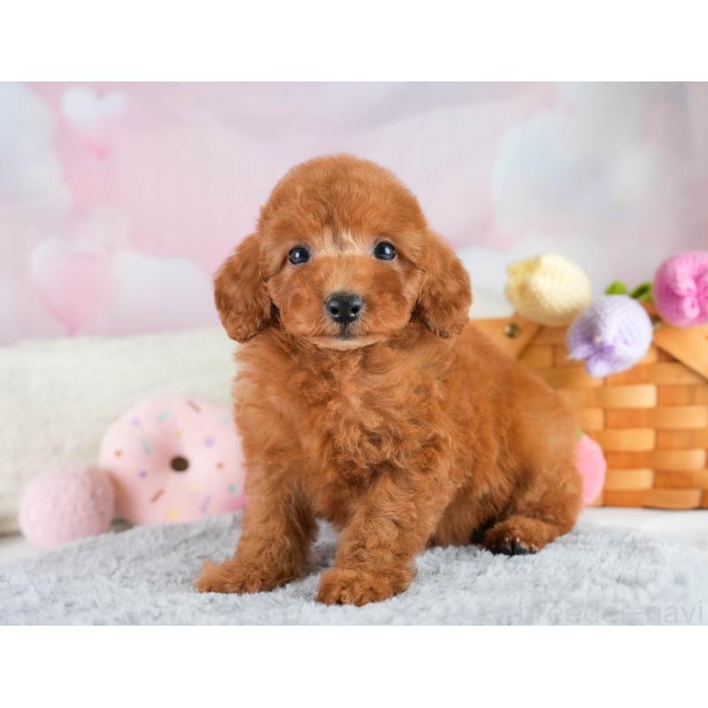 販売中の埼玉県のトイプードル-422765の6枚目