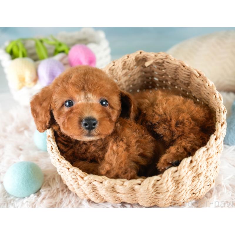 販売中の埼玉県のトイプードル-422765の5枚目