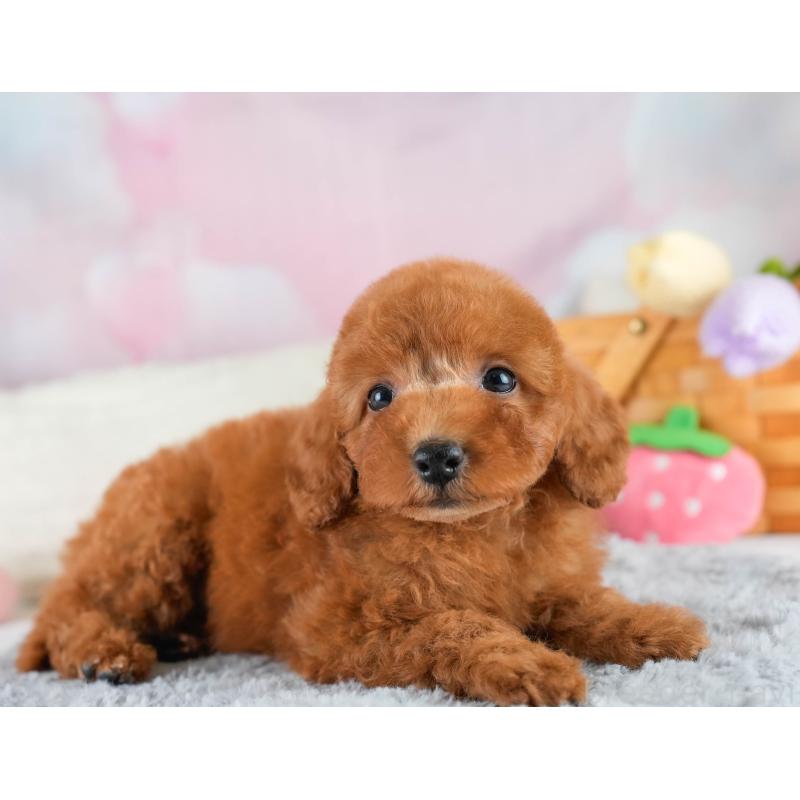 販売中の埼玉県のトイプードル-422765の4枚目