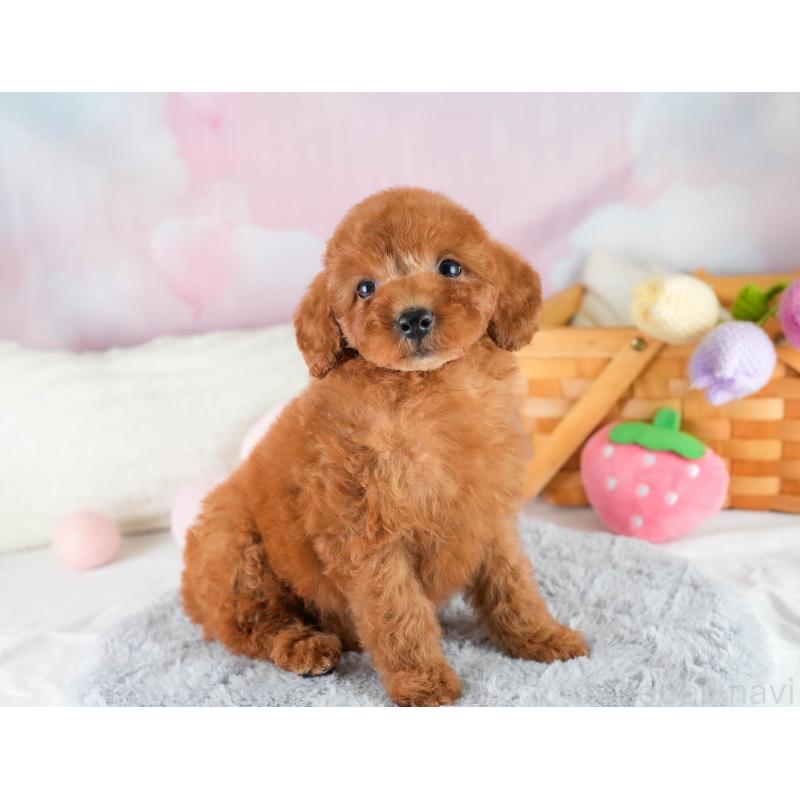 販売中の埼玉県のトイプードル-422765の3枚目