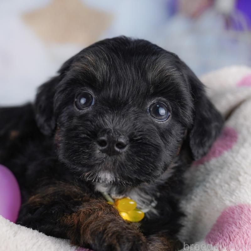 販売中の東京都のマルプー:マルチーズ×トイプードル-423014