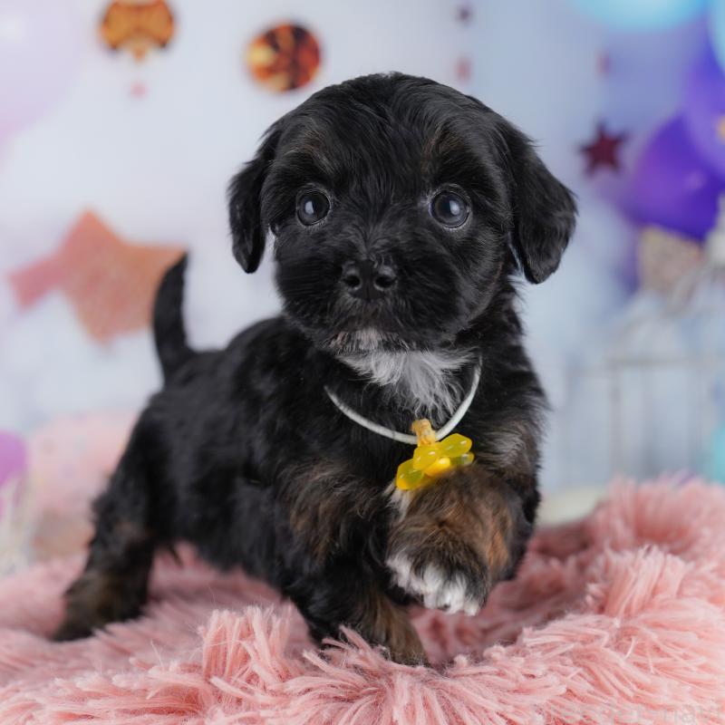 販売中の東京都のマルプー:マルチーズ×トイプードル-423014の9枚目