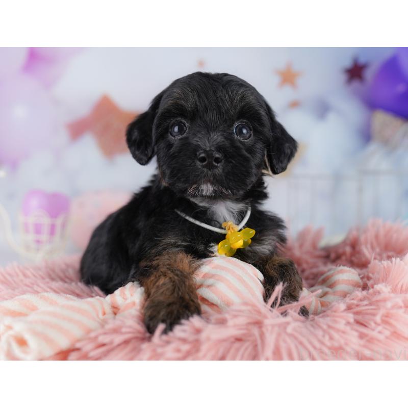 販売中の東京都のマルプー:マルチーズ×トイプードル-423014の8枚目