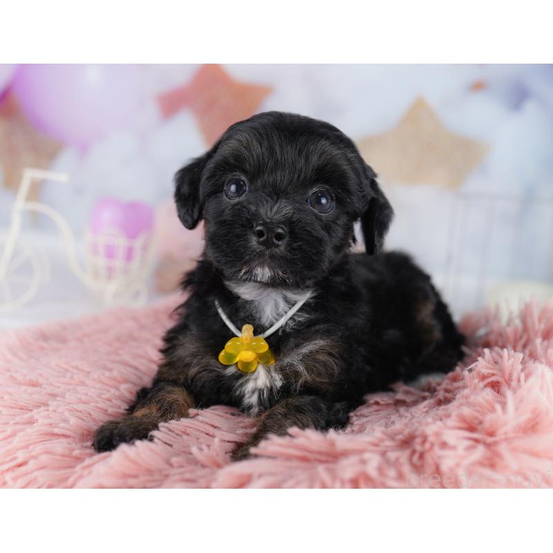 販売中の東京都のマルプー:マルチーズ×トイプードル-423014の7枚目