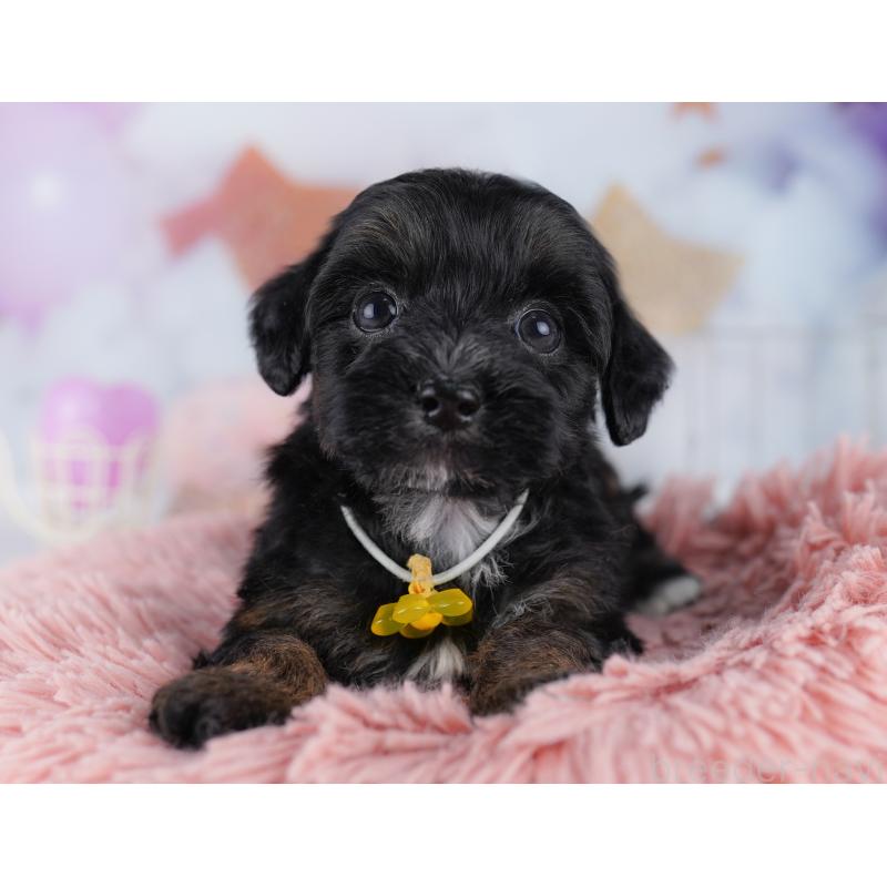 販売中の東京都のマルプー:マルチーズ×トイプードル-423014の6枚目