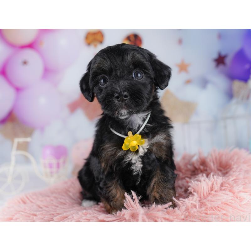 販売中の東京都のマルプー:マルチーズ×トイプードル-423014の5枚目