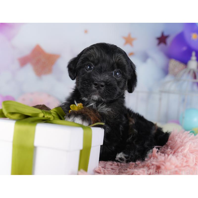 販売中の東京都のマルプー:マルチーズ×トイプードル-423014の4枚目