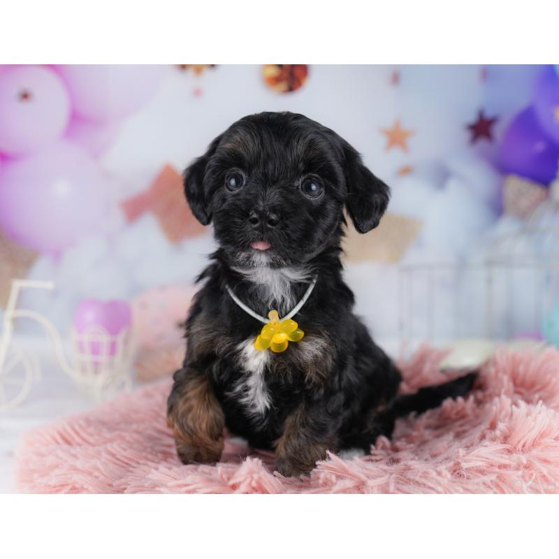 販売中の東京都のマルプー:マルチーズ×トイプードル-423014の3枚目