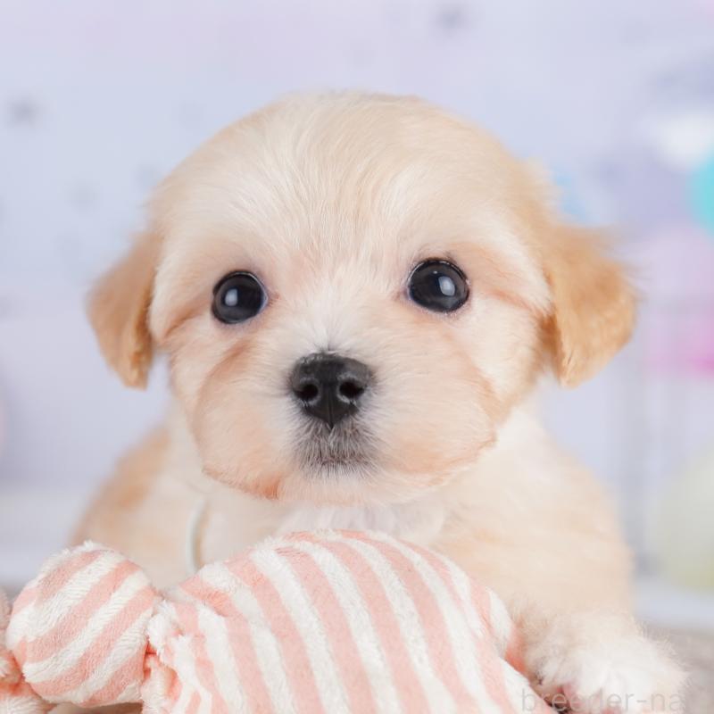 販売中の東京都のマルプー:マルチーズ×トイプードル-423018の9枚目