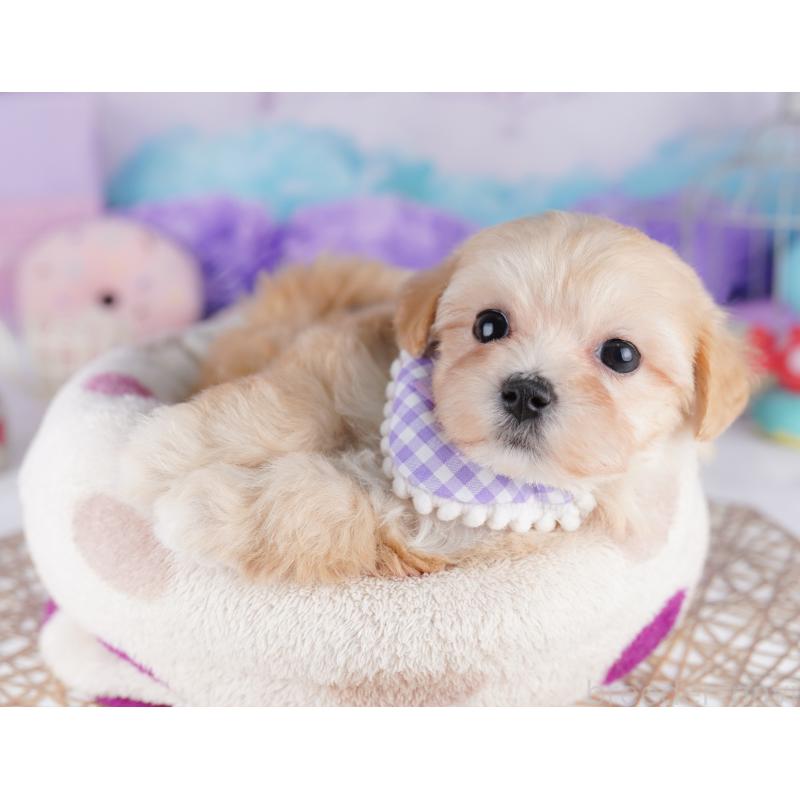 販売中の東京都のマルプー:マルチーズ×トイプードル-423018の8枚目