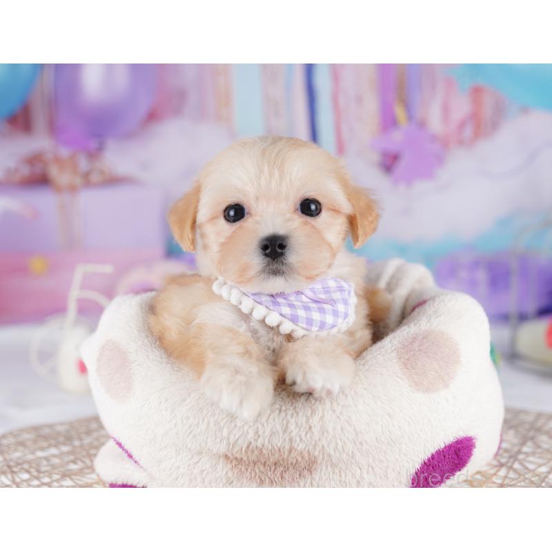 販売中の東京都のマルプー:マルチーズ×トイプードル-423018の7枚目