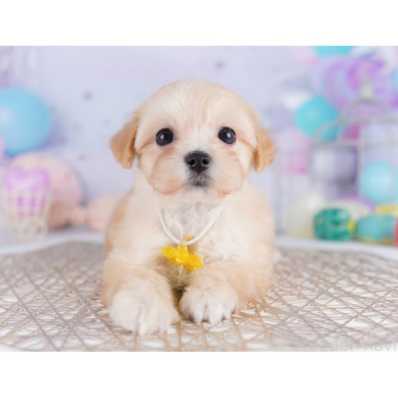 販売中の東京都のマルプー:マルチーズ×トイプードル-423018の6枚目