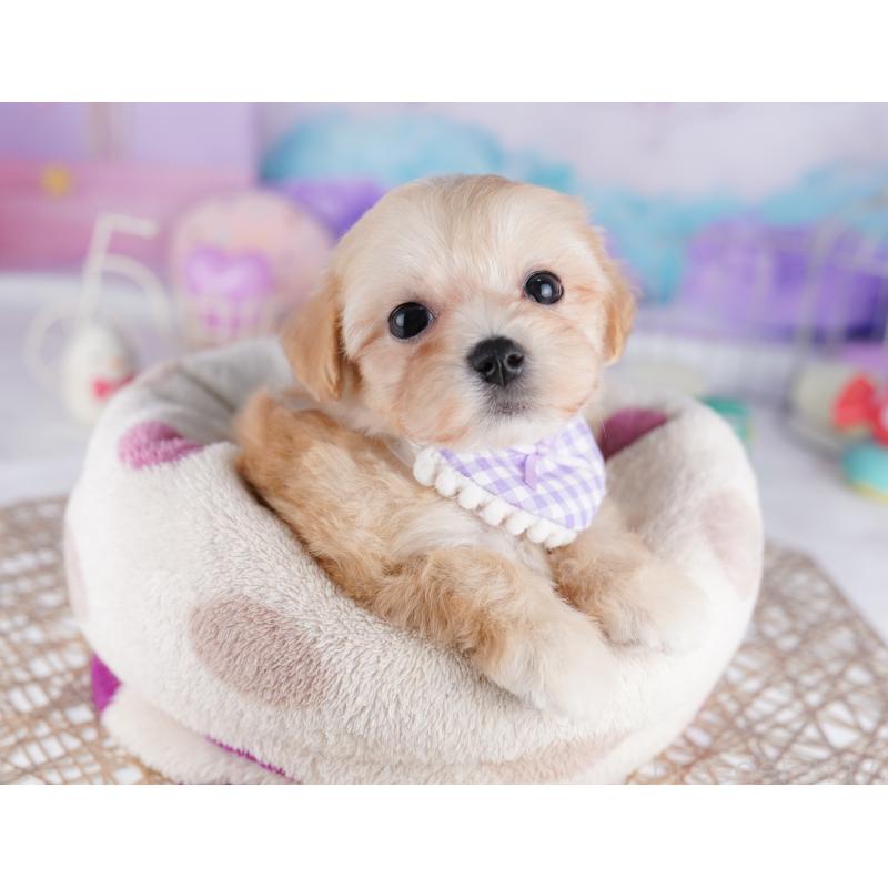 販売中の東京都のマルプー:マルチーズ×トイプードル-423018の5枚目