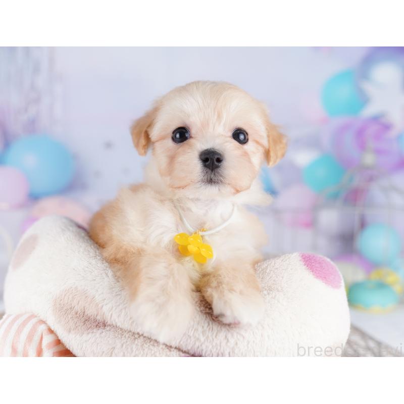 販売中の東京都のマルプー:マルチーズ×トイプードル-423018の4枚目