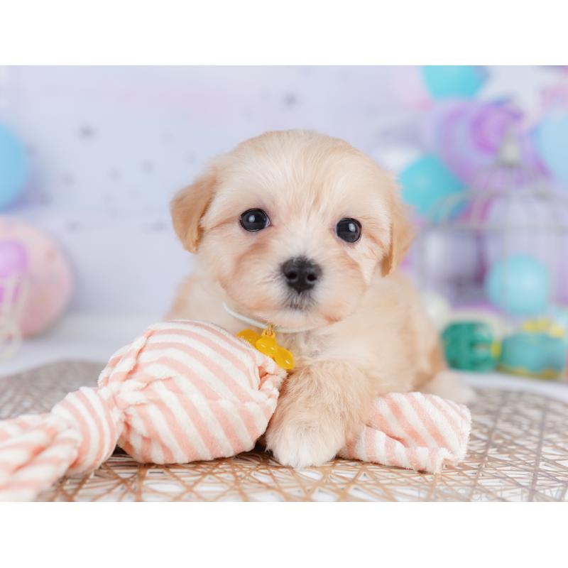 販売中の東京都のマルプー:マルチーズ×トイプードル-423018の3枚目