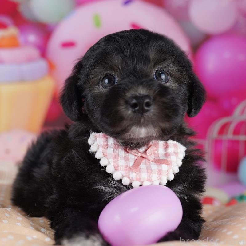 販売中の東京都のマルプー:マルチーズ×トイプードル-423021の9枚目