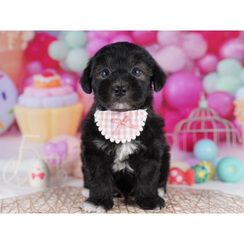 販売中の東京都のマルプー:マルチーズ×トイプードル-423021の8枚目