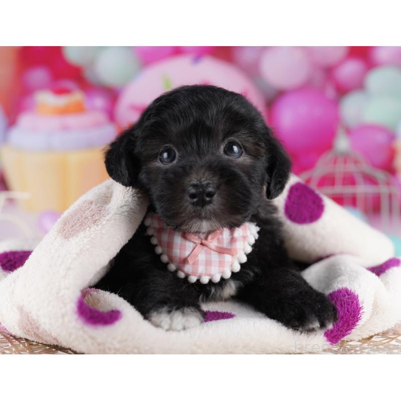 販売中の東京都のマルプー:マルチーズ×トイプードル-423021の7枚目