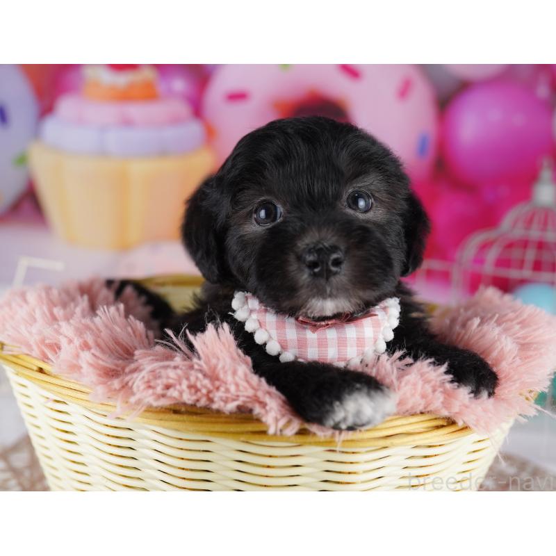 販売中の東京都のマルプー:マルチーズ×トイプードル-423021の6枚目