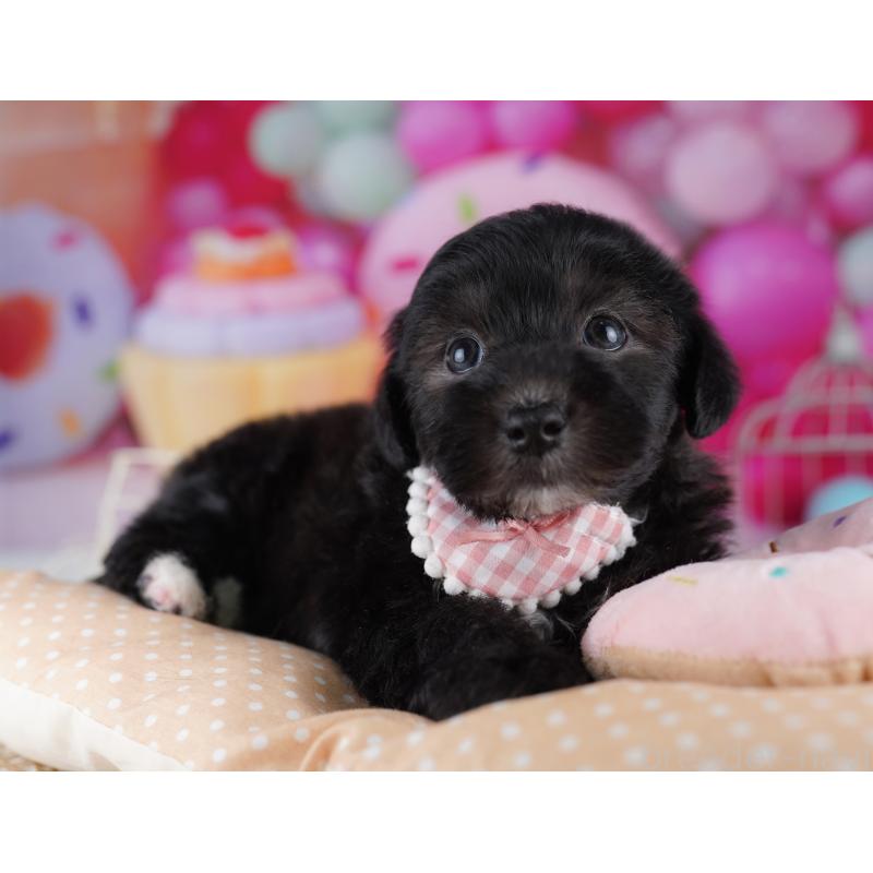 販売中の東京都のマルプー:マルチーズ×トイプードル-423021の5枚目