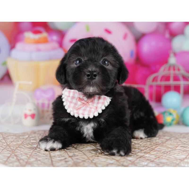 販売中の東京都のマルプー:マルチーズ×トイプードル-423021の4枚目