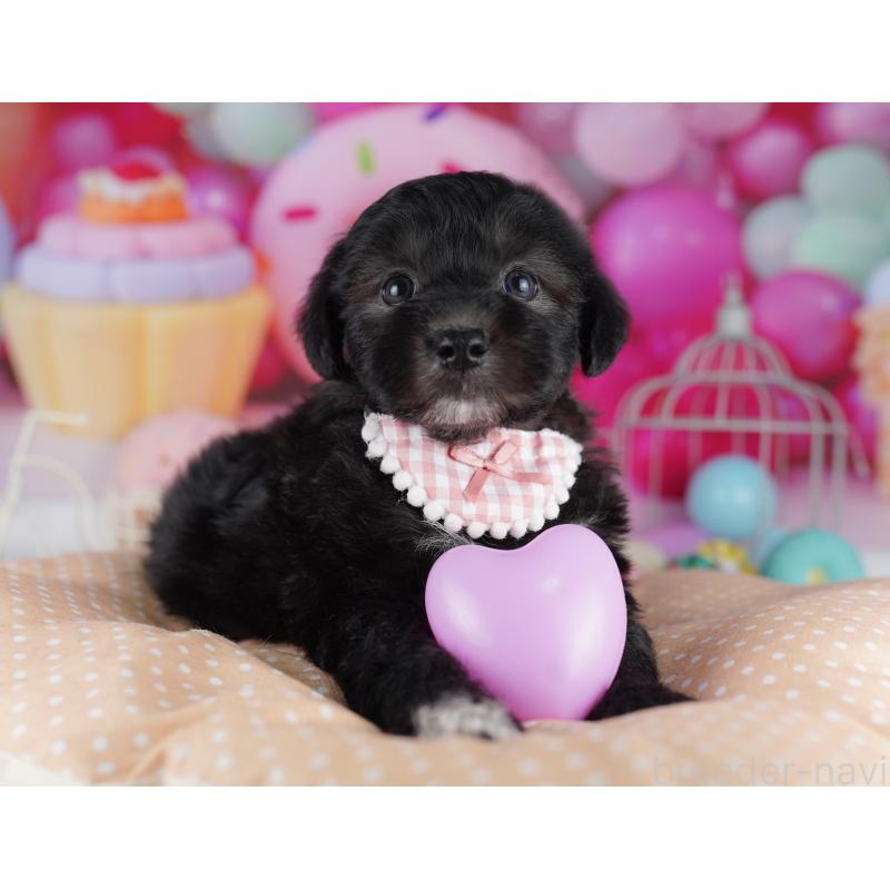 販売中の東京都のマルプー:マルチーズ×トイプードル-423021の3枚目