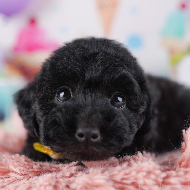 販売中の東京都のトイプードル-423025