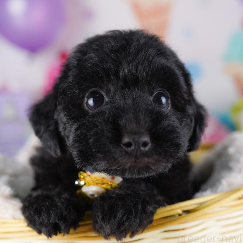 販売中の東京都のトイプードル-423025の8枚目