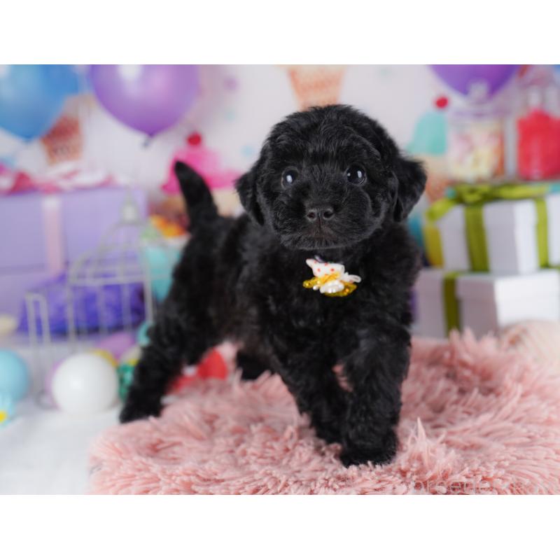 販売中の東京都のトイプードル-423025の7枚目