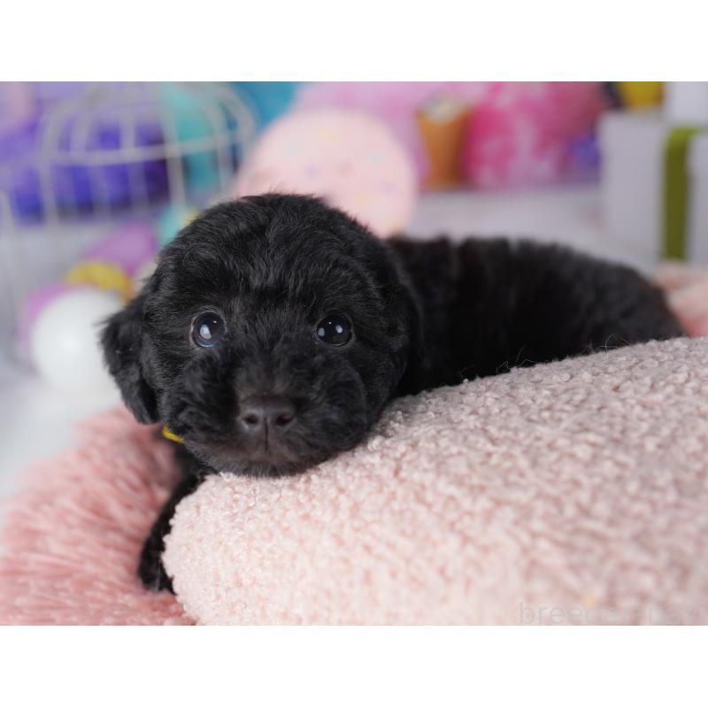 販売中の東京都のトイプードル-423025の6枚目