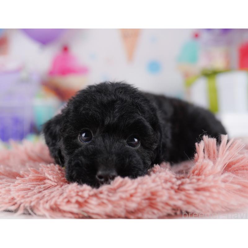 販売中の東京都のトイプードル-423025の5枚目