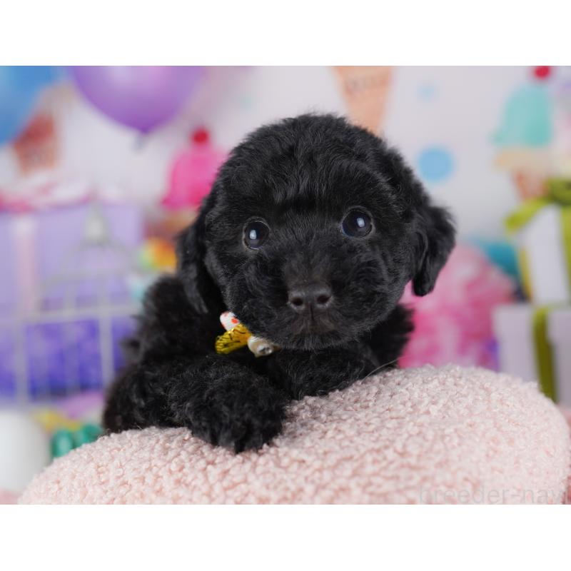 販売中の東京都のトイプードル-423025の4枚目