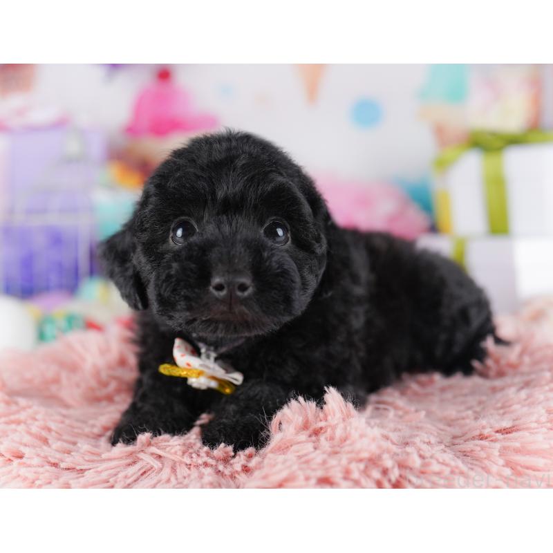 販売中の東京都のトイプードル-423025の3枚目