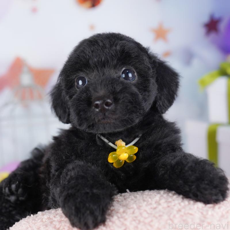 販売中の東京都のトイプードル-423027