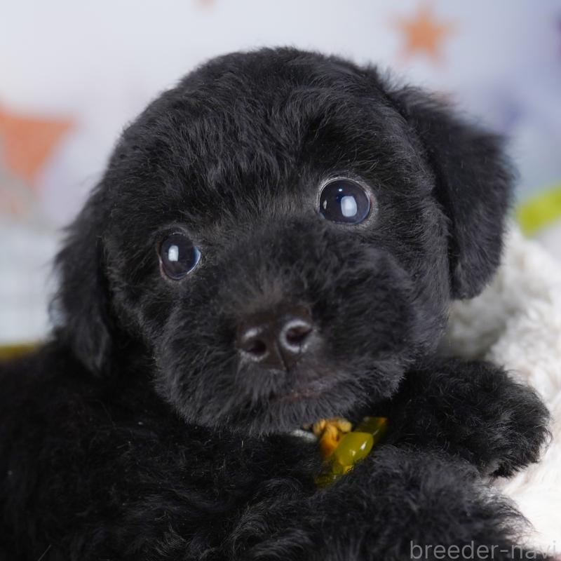 販売中の東京都のトイプードル-423027の8枚目