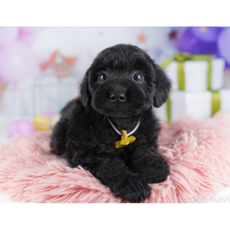 販売中の東京都のトイプードル-423027の7枚目