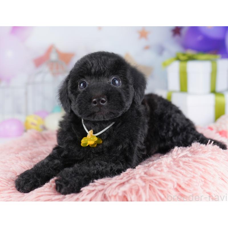 販売中の東京都のトイプードル-423027の6枚目