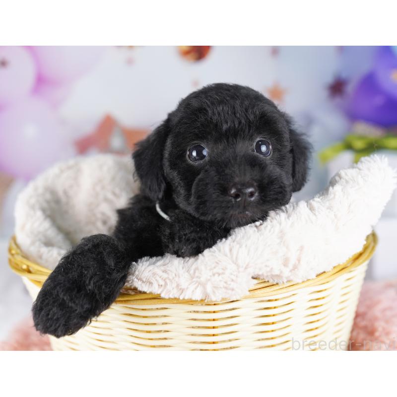 販売中の東京都のトイプードル-423027の5枚目