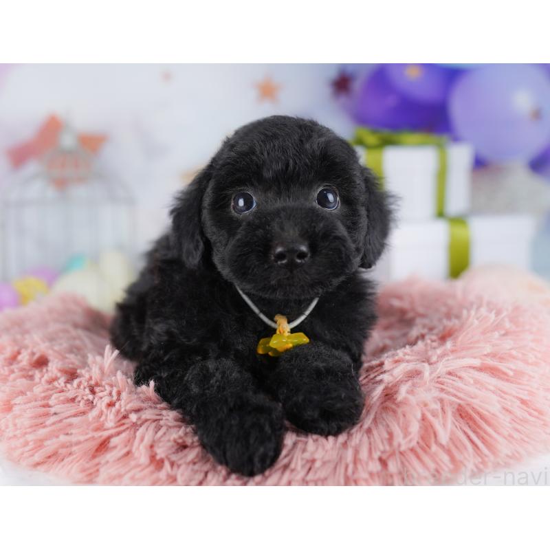 販売中の東京都のトイプードル-423027の4枚目