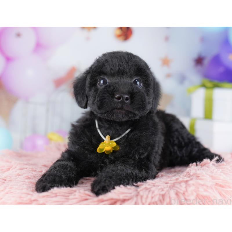 販売中の東京都のトイプードル-423027の3枚目