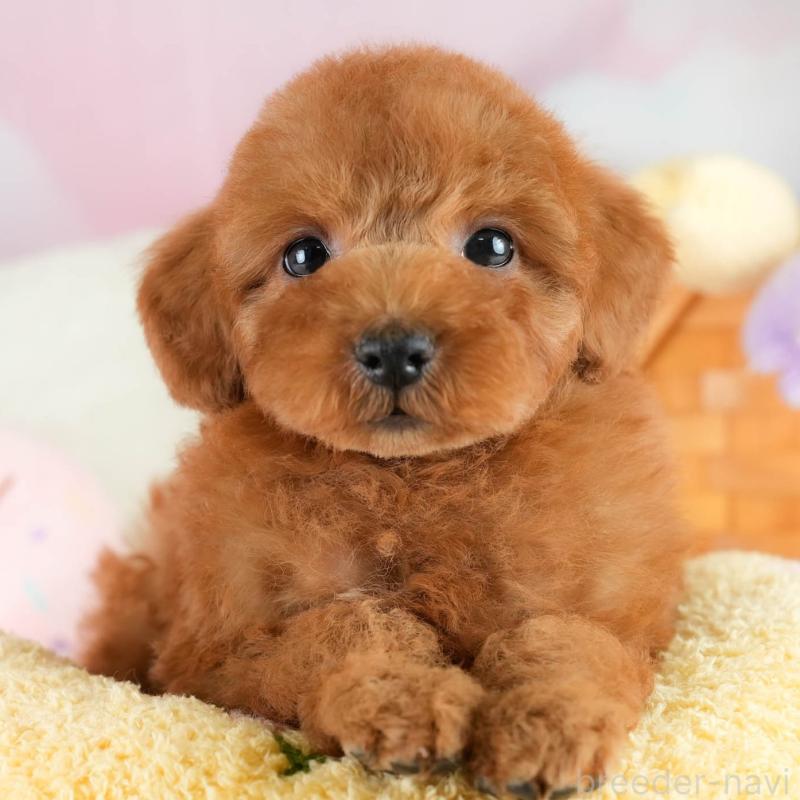 販売中の埼玉県のトイプードル-422766の1枚目