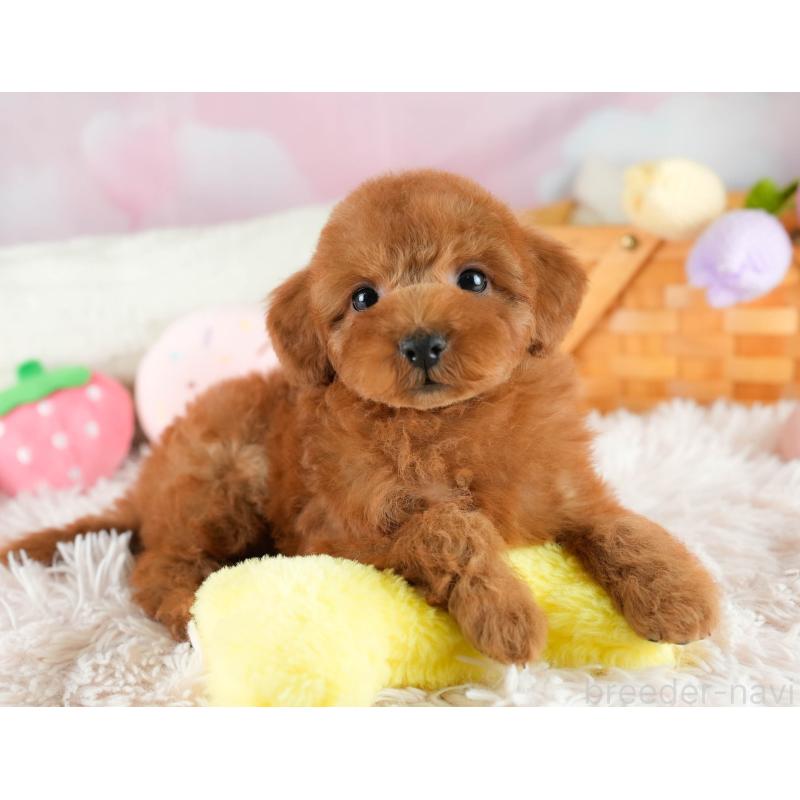 販売中の埼玉県のトイプードル-422766の11枚目