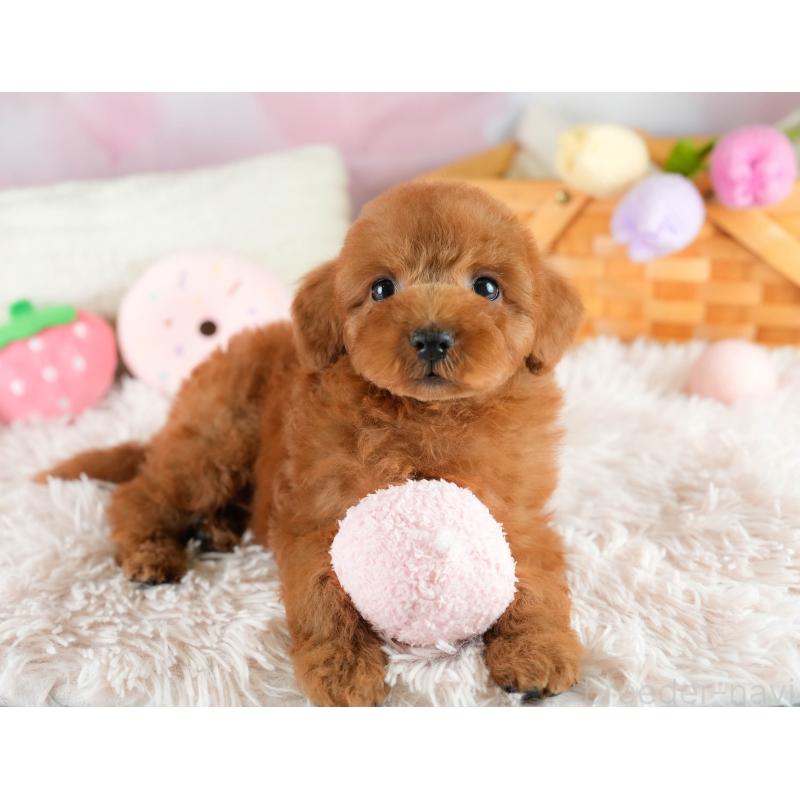 販売中の埼玉県のトイプードル-422766の10枚目