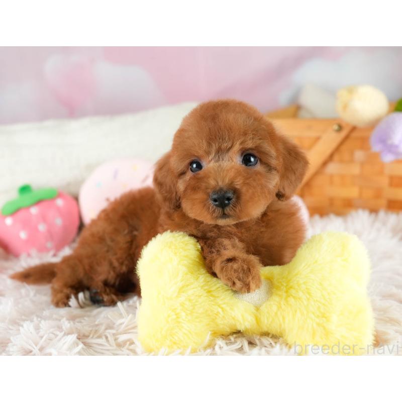 販売中の埼玉県のトイプードル-422766の9枚目