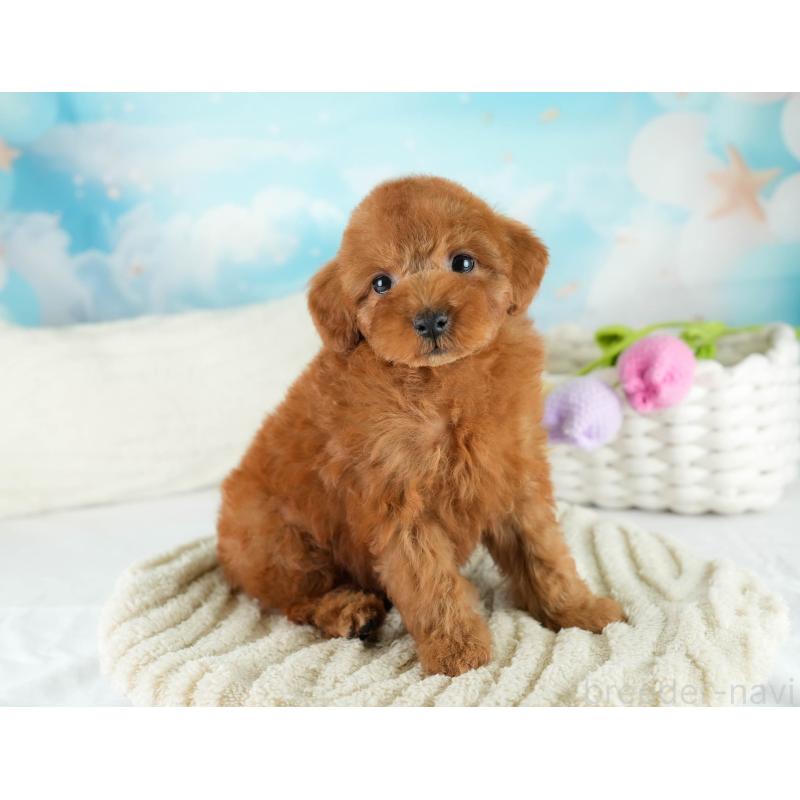 販売中の埼玉県のトイプードル-422766の8枚目