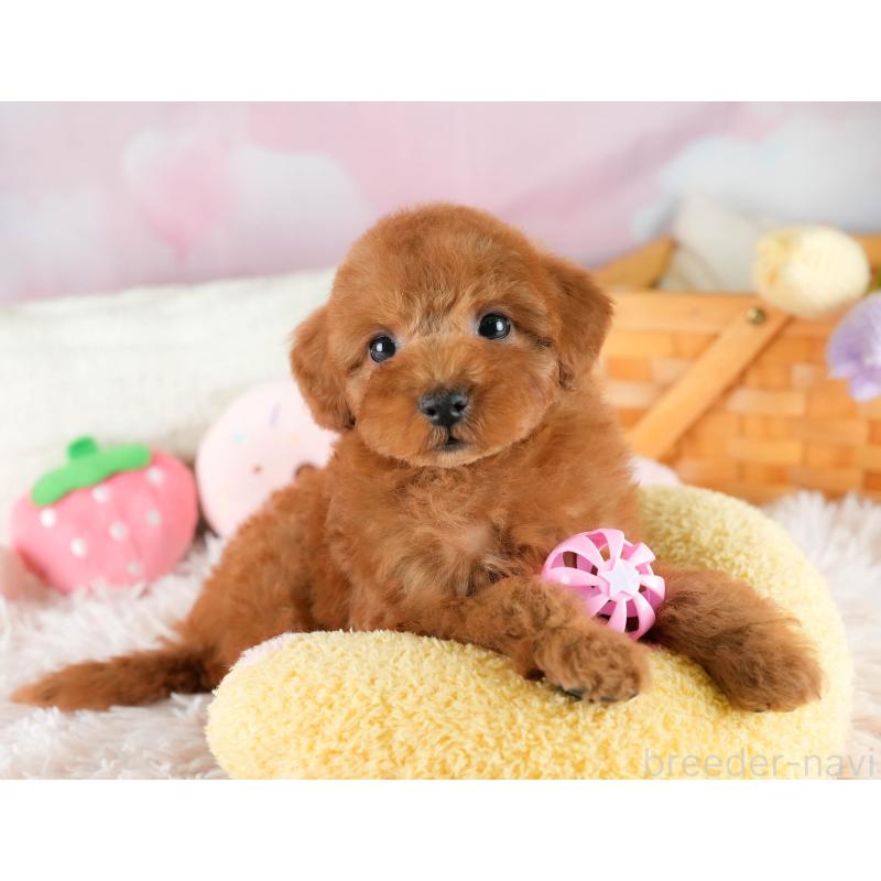 販売中の埼玉県のトイプードル-422766の7枚目